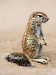 African Ground Squirrels Xerus Inauris Squirrel Beautiful Creature Ground Squirrel