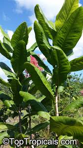 Image result for Trichilia prieuriana