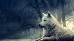 Our team searches the internet for the best and latest background wallpapers in hd quality. Black Wolf Wallpapers 4k Wallpaper