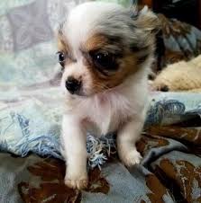 Maybe you would like to learn more about one of these? Chihuahua Puppies For Sale Rochester Mn Search Results For Teacup Chihuahua Puppies For Sale In Minnesota
