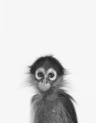 Black And White Monkey Pictures Cute Animals Black And White Photography Tierbabys Bilder Susseste Haustiere Ausgestopftes Tier