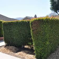 Image result for Eugenia capensis