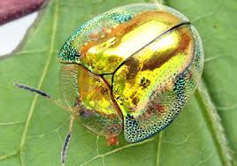 Identify common garden pests and garden bugs with our insect pictures. From Turtle Shell To Poop Umbrella This Is One Unusual Group Of Beetles