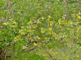 Image result for Grewia flava