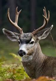 Sitka Deer Or Sitka Black Tailed Deer Odocoileus Hemionus Sitkensis Is A Subspecies Of Mule Deer Their Name Originates From Sitka Deer Deer Photos Big Deer