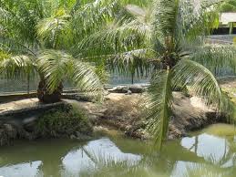 Seseorang yang berdiam diri itu bukanlah bermakna bodoh, sebaliknya banyak berilmu. Foto De Teluk Sengat Crocodile Farm Kota Tinggi Air Yang Tenang Jangan Disangka Tiada Buaya There Are 25 Females And 5 Male Crocodiles Here Tripadvisor