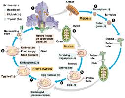 Plant Life Angiosperm Life Cycle