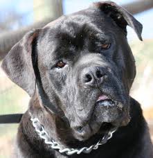 Black And White American Bulldog Mix Gallery For Yellow Lab Bulldog Mix American Labrador Bulldog Yellow Lab