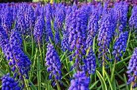 Este país tiene mucho que ofrecer en el. Muscari La Pianta Dai Magnifici Fiori Blu Molto Profumati