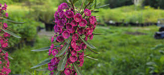 Image result for Clutia angustifolia