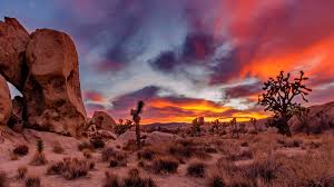 Joshua Tree Â· National Parks Conservation Association