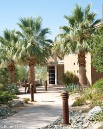 Image result for Wiesneria filifolia