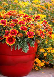 How To Grow Blanket Flower And Gaillardia Watters Garden Center