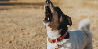 Wenn sich durch das gespräch mit ihrem nachbarn keine besserung zeigt, gibt es weitere maßnahmen, die sie durchführen können. Hunde Die Nicht Bellen Die 8 Besten Rassen