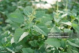 Image result for Amaranthus viridis