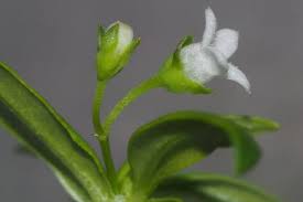 Image result for Oldenlandia goreensis