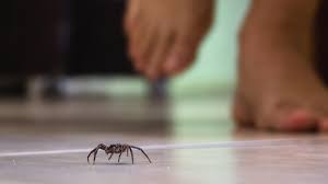 Does Raid Kill Spiders? I Sprayed This Big Spider For Like Half An Hour. -  Quora