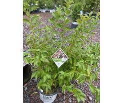 Image result for Albertisia exelliana