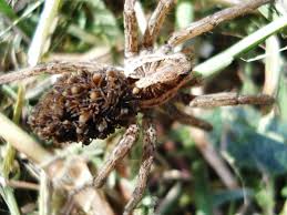 Malgré sa petite taille qui fait moins d'1 cm, cet insecte réputé pour sa dangerosité est en fait très venimeuse. Tarentule Wikipedia
