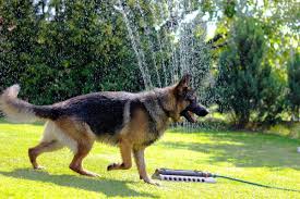There are different types of german shepherds according to their coat color, but not all are recognized by official breed standard organizations. Different Types Of Short Haired German Shepherds Pethelpful