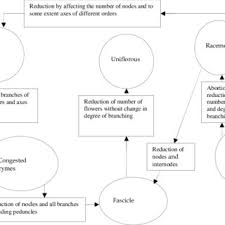 Image result for Commiphora mombassensis