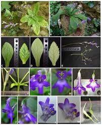 Image result for Gesneriaceae