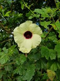 Image result for Hibiscus diversifolius