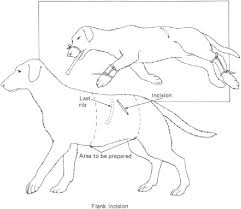 In left or right lateral decubitus, the patient is flat on the left or right side, respectively; Figure 39 From Animal Physiologic Surgery Semantic Scholar