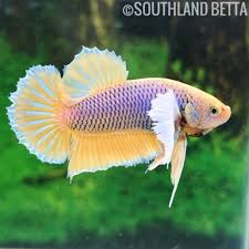 Pin By Sheree Armstrong On Beautiful Betta Fish Dumbo Ears Betta Fish Betta