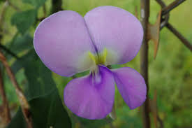 Image result for Vigna unguiculata