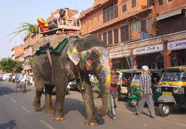 Interested in this service?get latest price from the seller. Snake Charming And Elephant Riding In Jaipur India Earth Trekkers