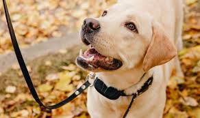 How Many Volts In A Dog Shock Collar All You Need To Know Dog Shock Collar Calm Dogs Martingale Dog Collar