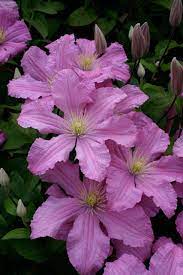 Ideal for growing over a trellis or fence. Go Gardening Helping New Zealand Grow Garden Inspiration Tips And Advice From The Expert