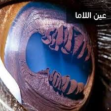 صور ومعلومات مذهلة حول عيون بعض الحيوانات One Word Art Eye Pictures Eyes