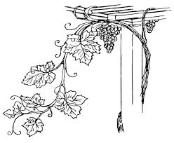 Grape drawing vine drawing colouring pages printable coloring pages branch vector première communion vine tattoos thanksgiving coloring pages outline drawings. Coloring Page Grapevine Free Printable Coloring Pages Img 15710
