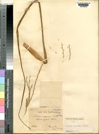 Image result for Phacelurus