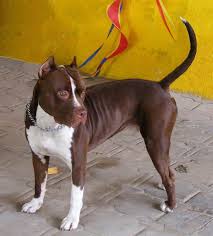 Kennel not accidentally named pit de pitbulls zijn amerikaanse pitbull en american bully. American Pit Bull Terrier Wikidata