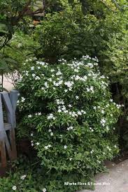 Image result for Tabernaemontana inconspicua