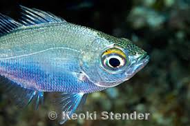 Image result for Kuloa michelsonii