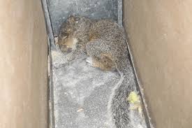 Find out how smart they are, and what to do about a squirrel in the fire place. How To Get A Squirrel Out Of Your Wall Rocwildlife