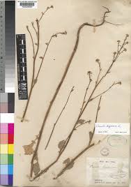 Image result for Crambe hispanica