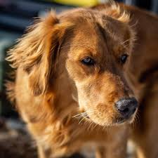 Why buy a golden retriever puppy for sale if you can adopt and save a life? Field Bred Golden Retrievers Home Facebook