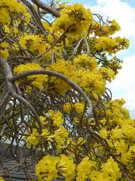 With yellow and white or purple flowers which are rich in pollen, this plant is known to attract bees. Yellow Flowering Tree Maui Anyone Know It S Name Diy Bathroom Decor Bedroom Ideas For Small Rooms Diy Luxury Bathroom Master Baths
