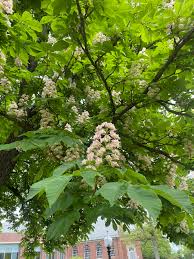 Below is a list of the apps i like and. Can Anyone Identify This Gorgeous Flowering Tree Seen In Central Pennsylvania During Springtime Whatsthisplant