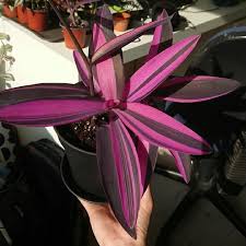 Image result for Tradescantia pallida