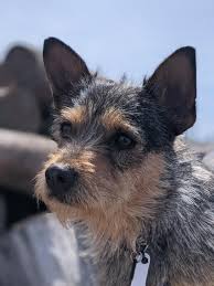 Adams County Pet Rescue