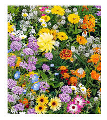 How do bees and butterflies help flowers. Flower Butterfly Bee Mix Premier Seeds Direct