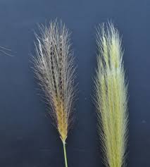 Image result for Enteropogon