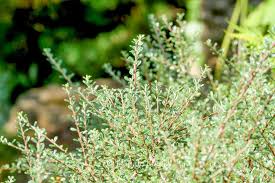Image result for Cotoneaster microphyllus