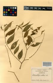 Image result for Dicranolepis